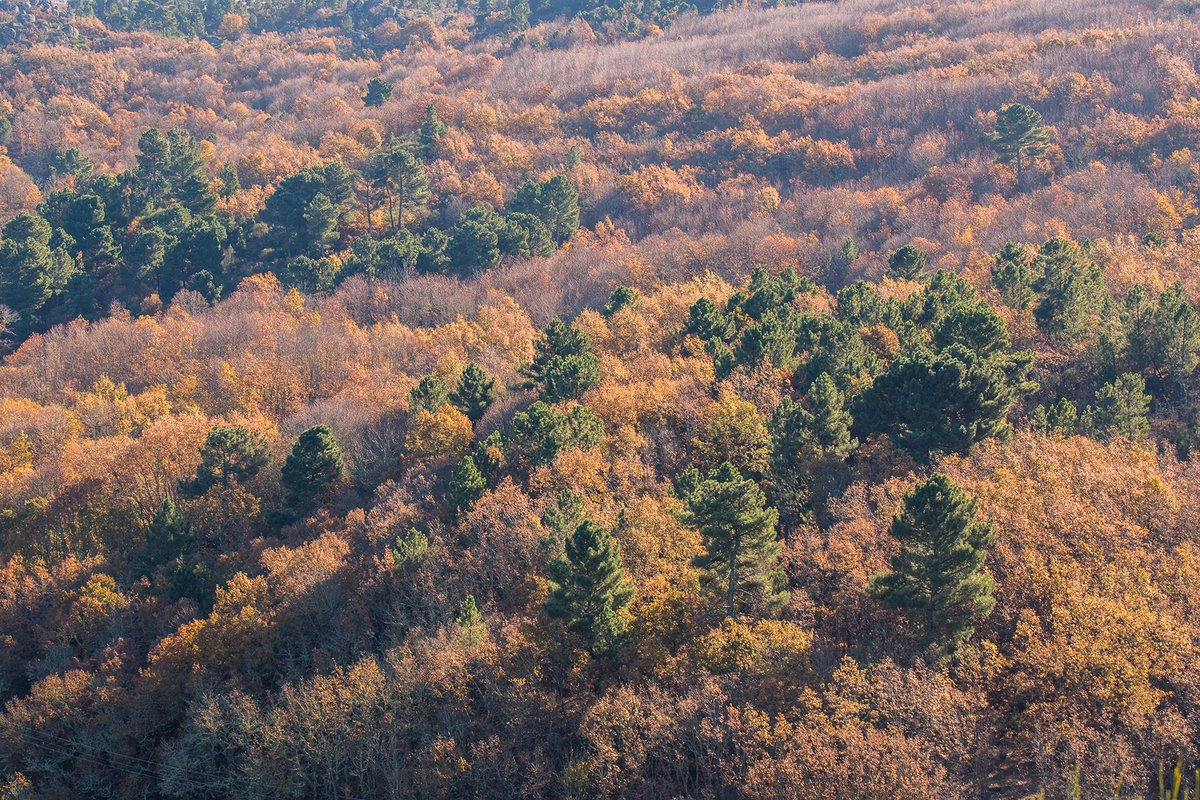 Oak and Soutos in Prados